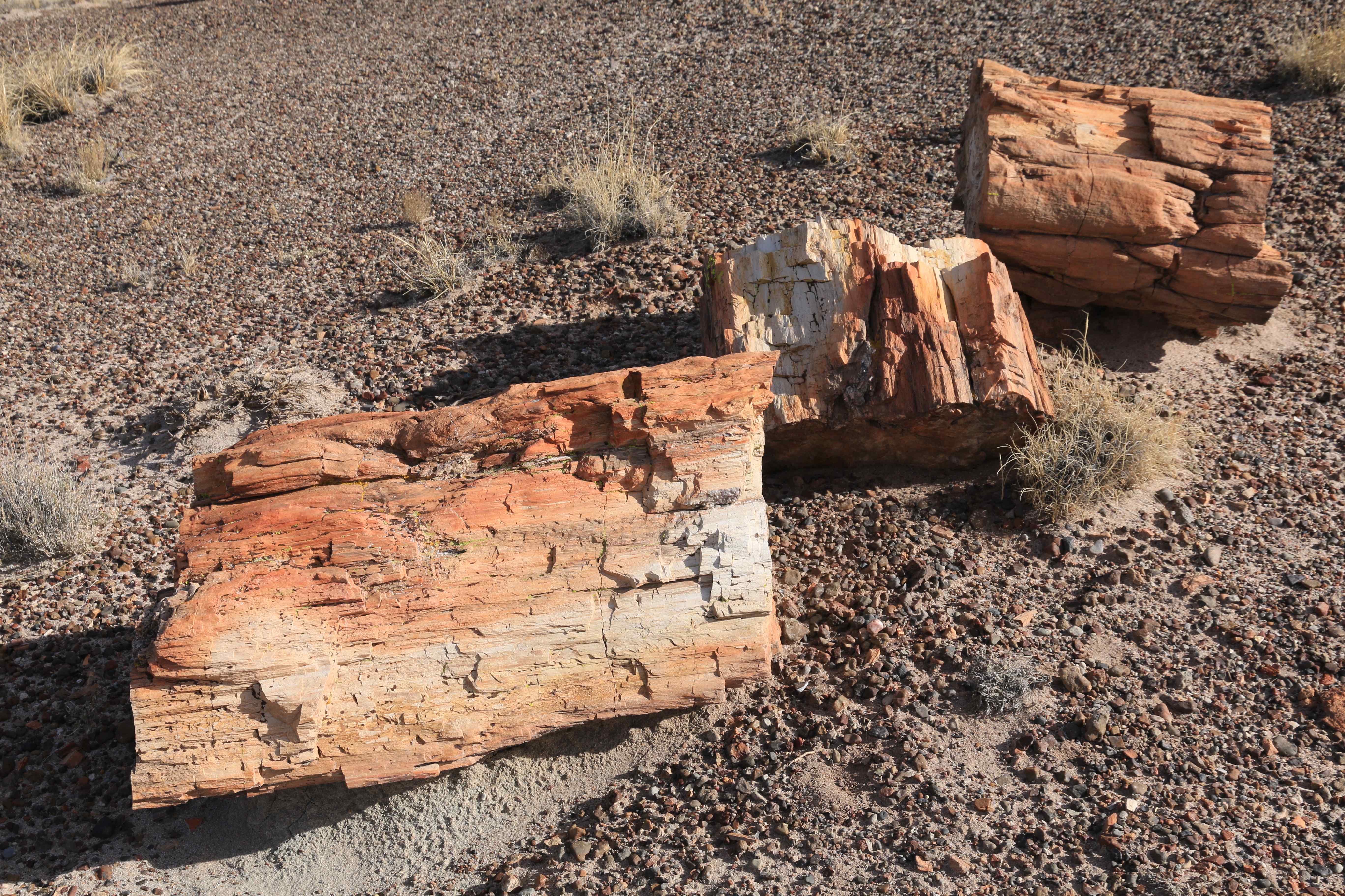 Petrified Forest NP